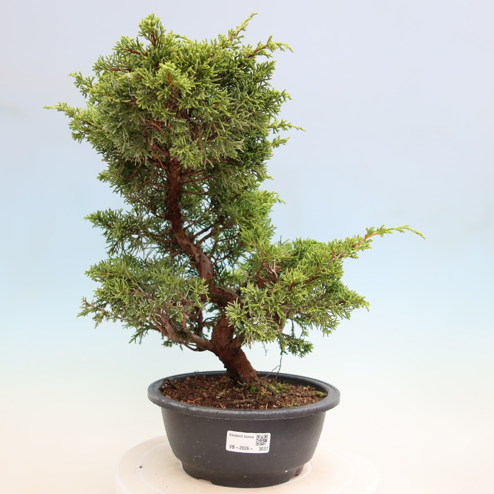 Venkovní bonsai - Juniperus chinensis Itoigawa-Jalovec čínský