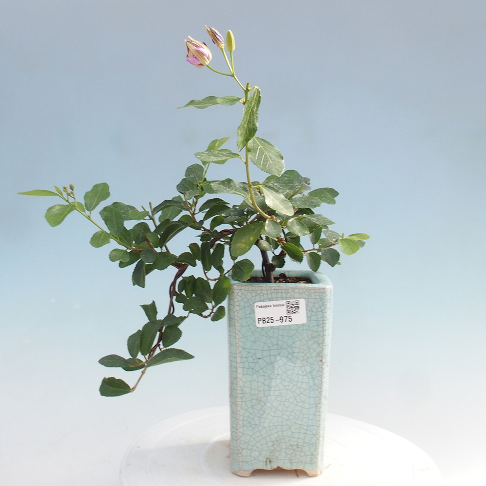 Pokojová bonsai - Grewia occidentalis - Hvězdice levandulová