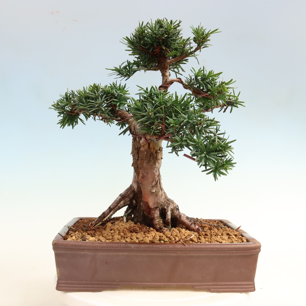 Venkovní bonsai - Taxus cuspidata  - Tis japonský