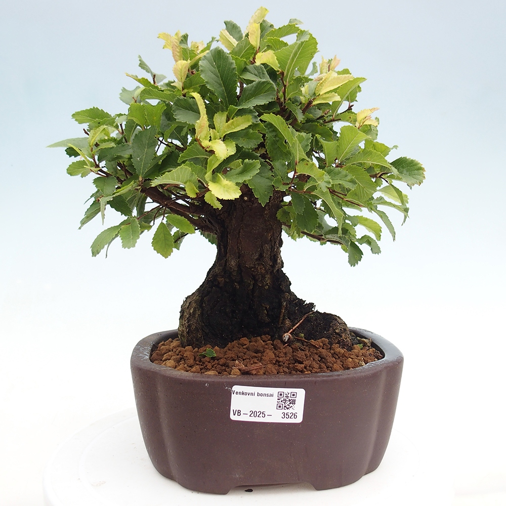 Venkovní bonsai - Zelkova - Zelkova serrata