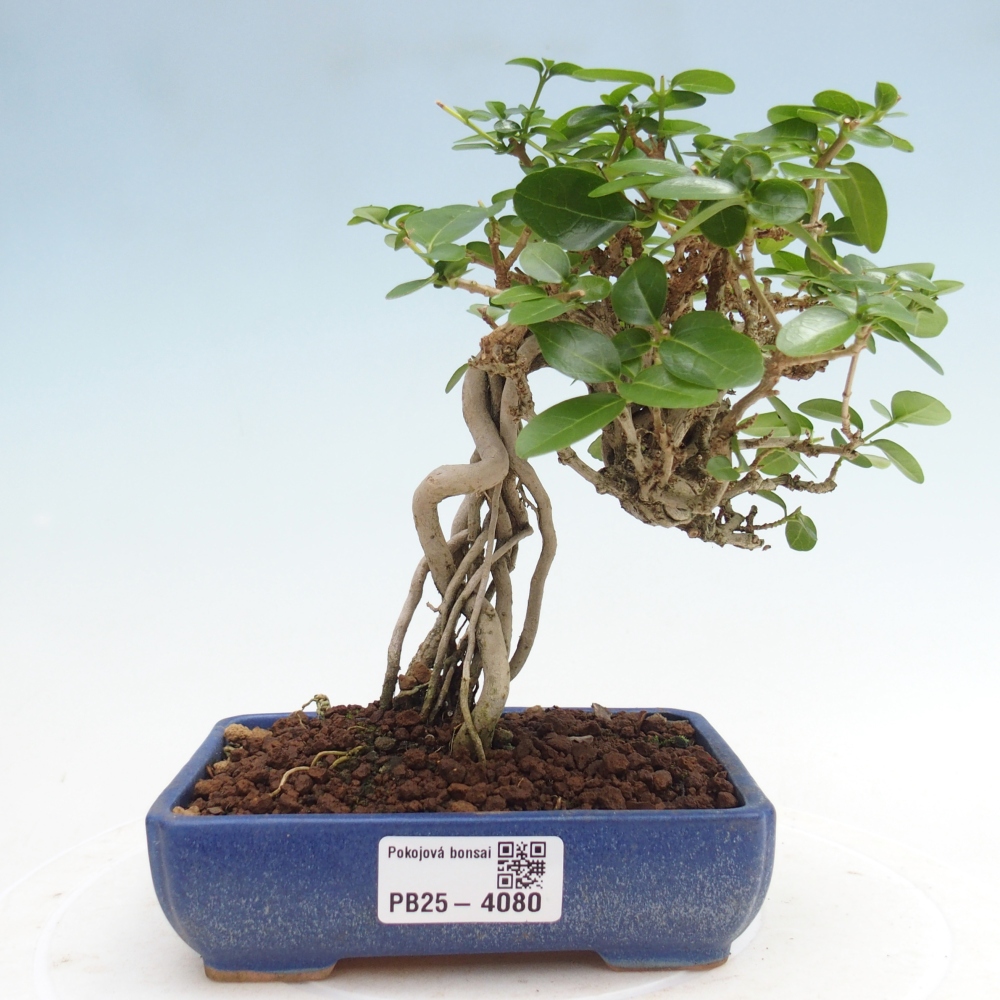 Pokojová bonsai - Premna serratifolia  - Kozlovoň malolistá