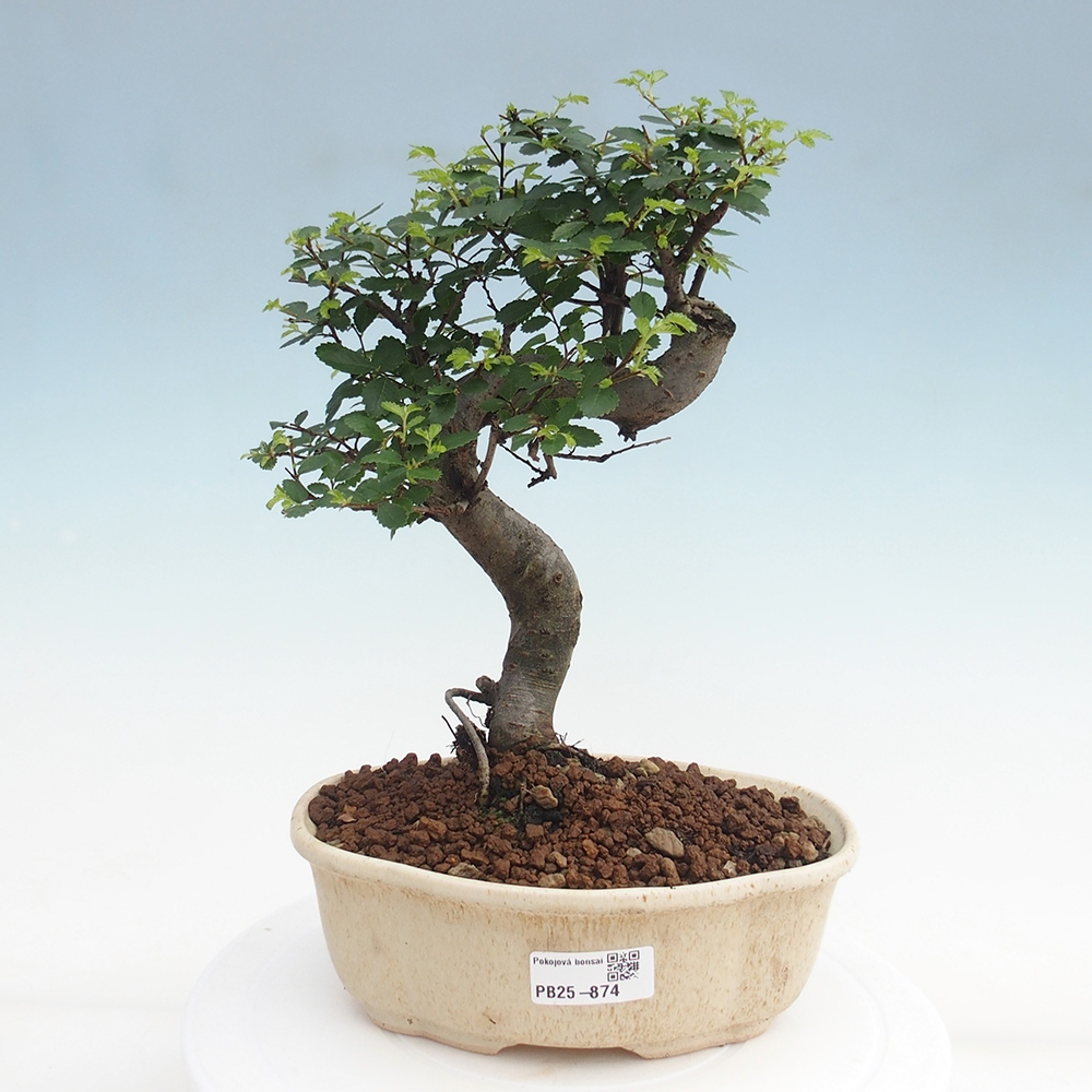 Pokojová bonsai - Ulmus parvifolia - Malolistý jilm