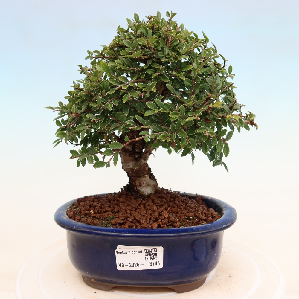 Venkovní bonsai - Zelkova - Zelkova NIRE
