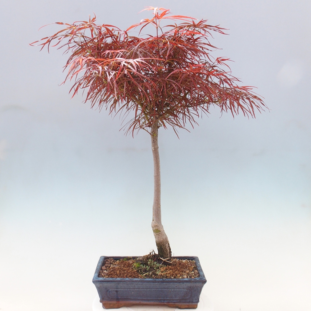 Venkovní bonsai - Javor dlanitolistý - Acer palmatum RED PYGMY