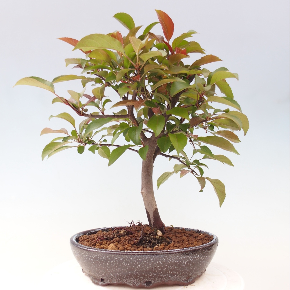 Venkovní bonsai -Malus domestica - Maloplodá jabloň červenolistá