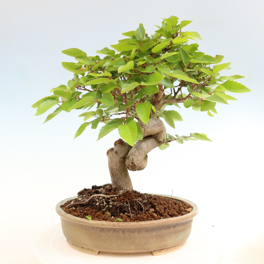 Venkovní bonsai -Carpinus coreana - Habr korejský