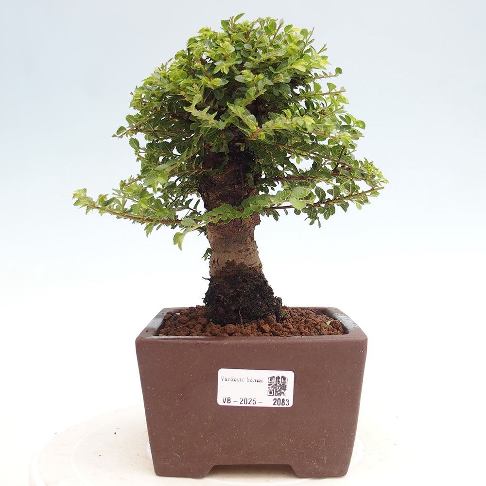 Venkovní bonsai - Ulmus parvifolia Hokkaido - jilm Čínský