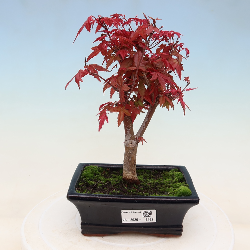 Venkovní bonsai - Javor dlanitolistý - Acer palmatum DESHOJO