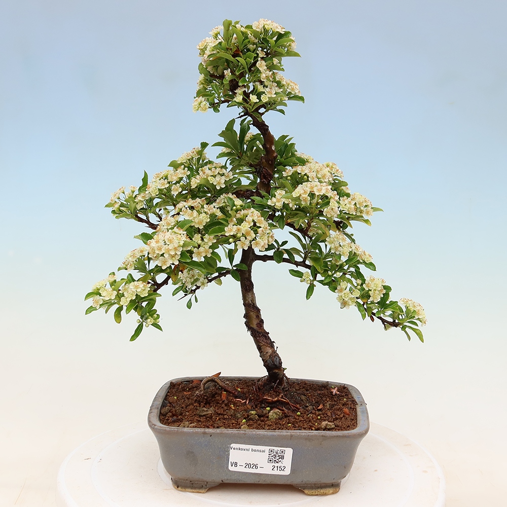 Venkovní bonsai - Pyracantha teton - Hlohyně šarlatová