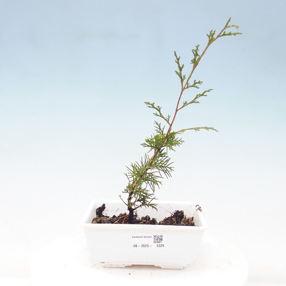 Venkovní bonsai - Juniperus chinensis Itoigawa -Jalovec čínský
