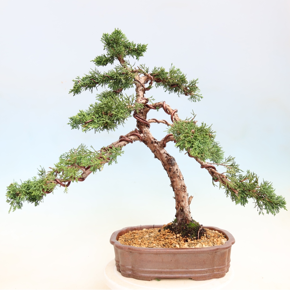 Venkovní bonsai - Juniperus chinensis Kishu -Jalovec čínský