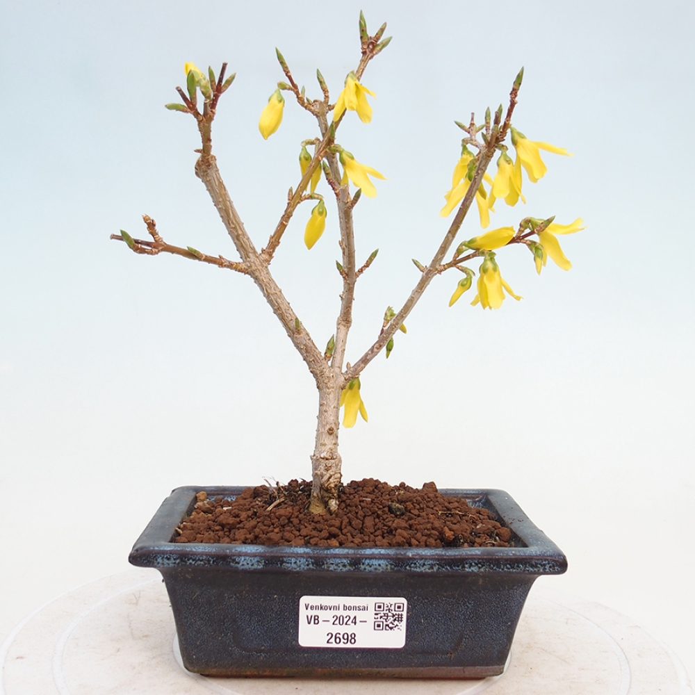 Venkovní bonsai - Zlatice - Forsythia intermedia 