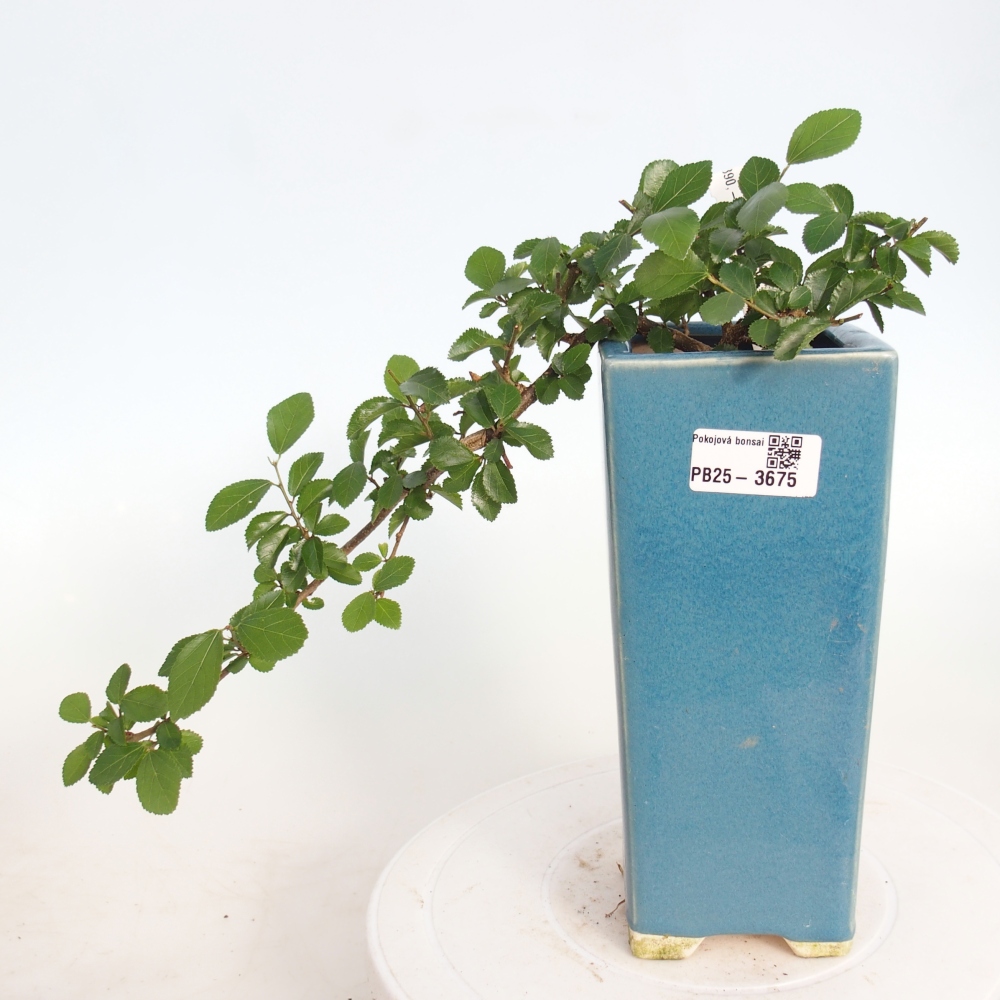 Pokojová bonsai - Grewia occidentalis - Hvězdice levandulová