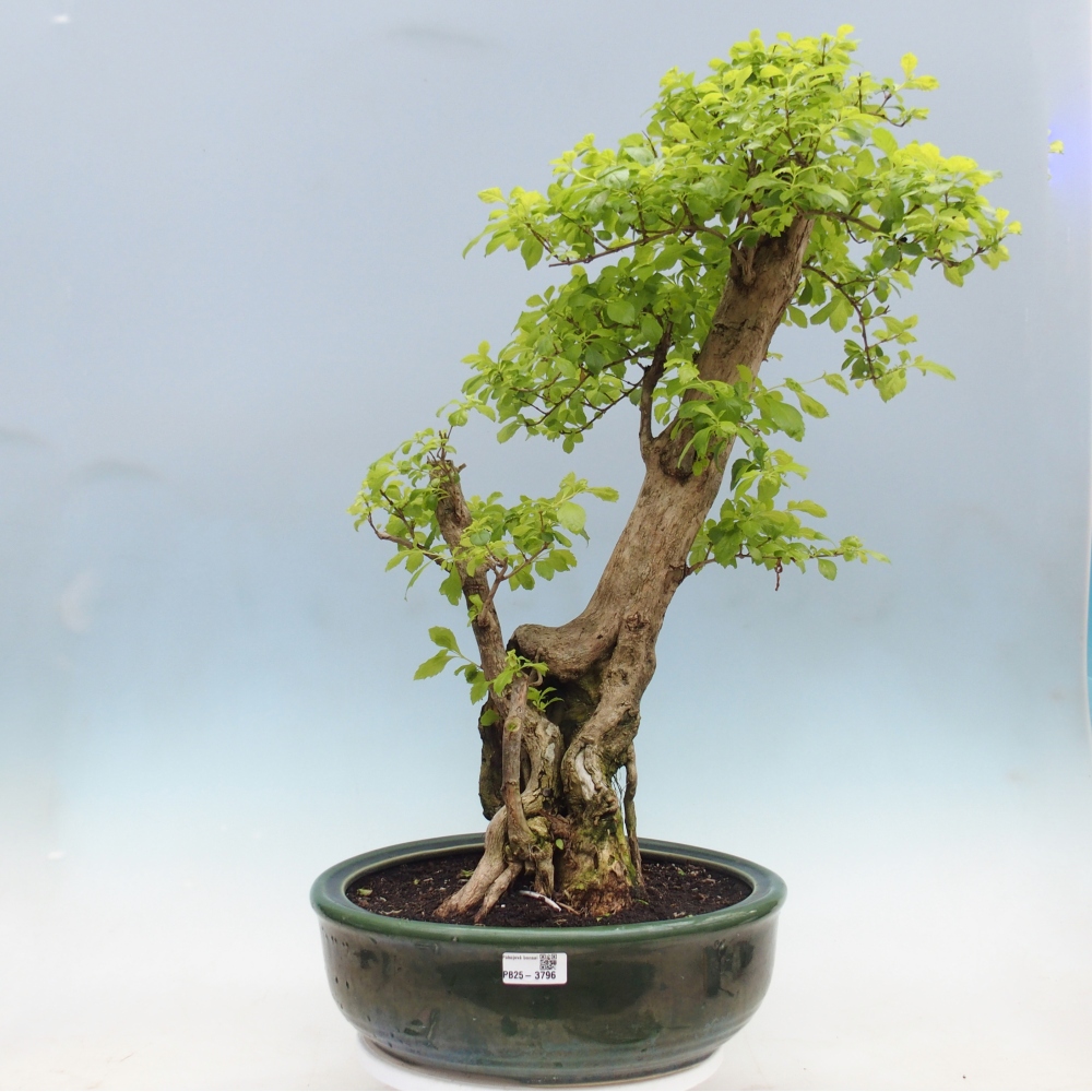 Pokojová bonsai - Duranta erecta Aurea - POUZE OSOBNÍ ODBĚR nebo paletová přeprava