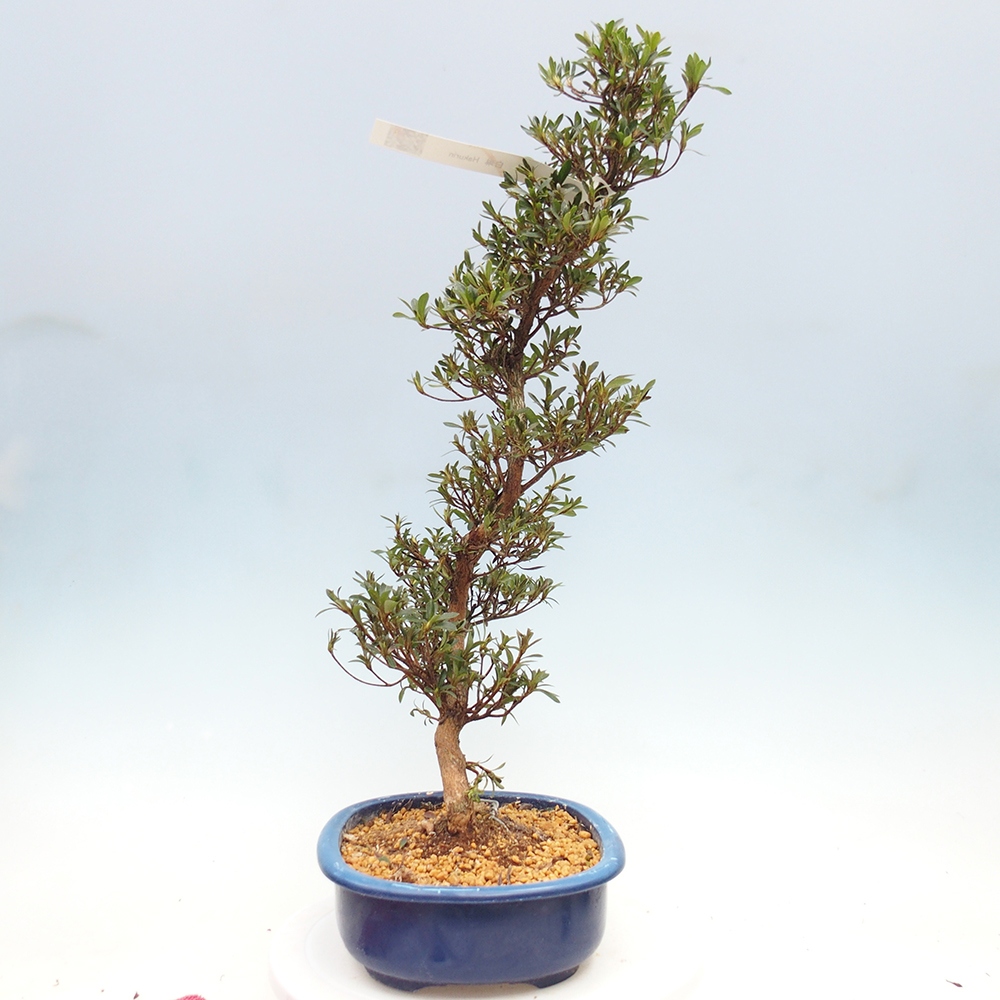 Venkovní bonsai - Japonská azalka - Azalea Hakurin