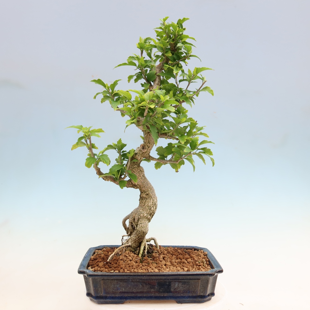 Venkovní bonsai - Hibiscus syriacus - Ibišek syrský