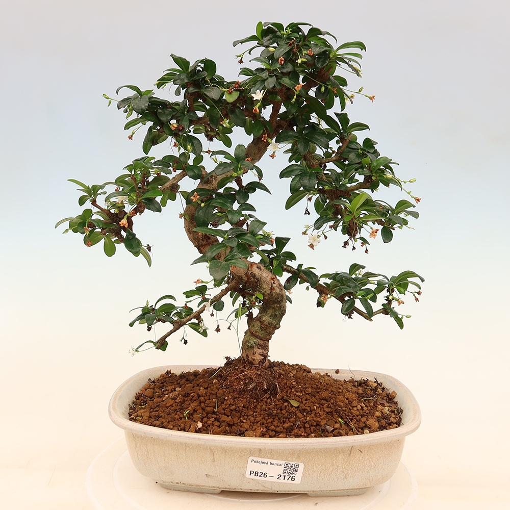 Pokojová bonsai - Carmona macrophylla - Čaj fuki