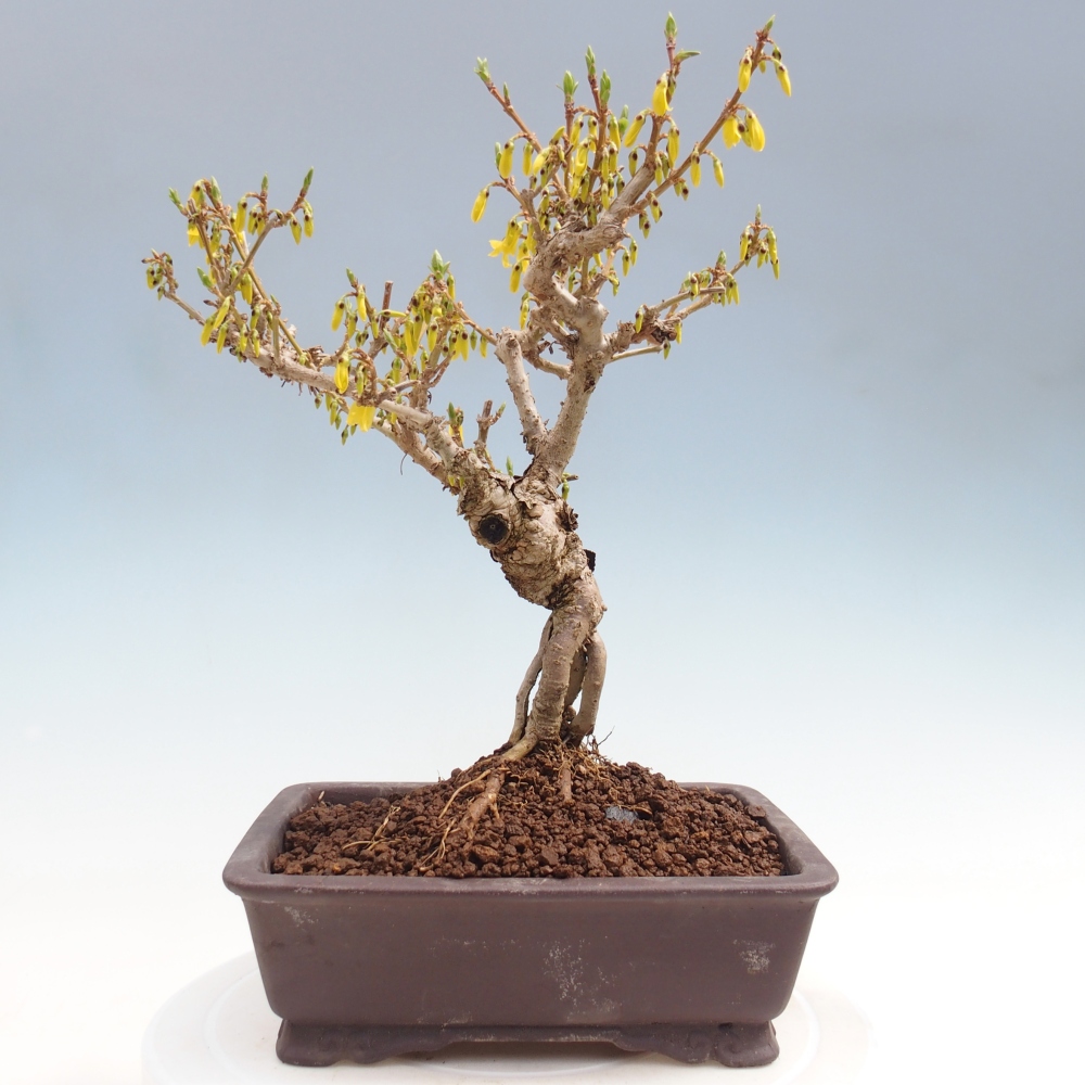 Venkovní bonsai - Zlatice - Forsythia koreana