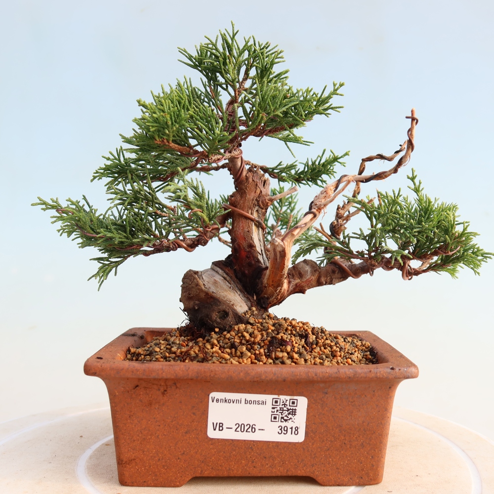 Venkovní bonsai - Juniperus chinensis Itoigawa -Jalovec čínský