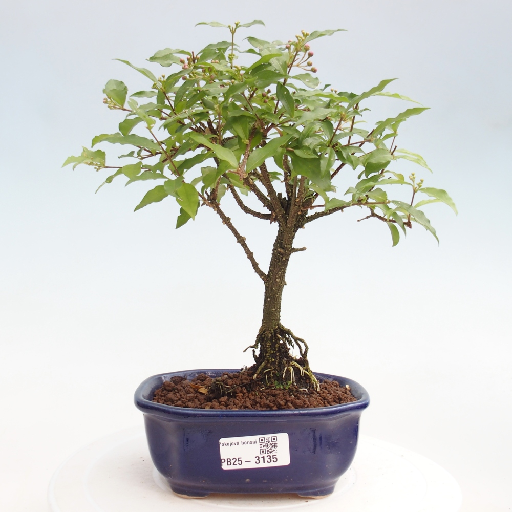 Pokojová bonsai - Malpighia coccigera- Barbdorská třešeň