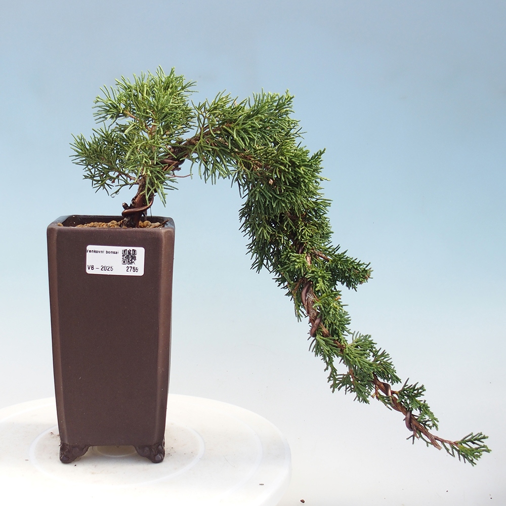 Venkovní bonsai - Juniperus chinensis Kishu -Jalovec čínský