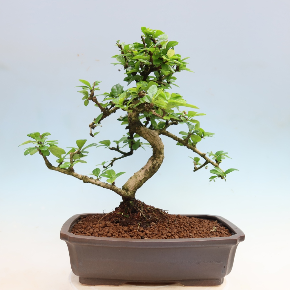 Pokojová bonsai - Carmona macrophylla - Čaj fuki
