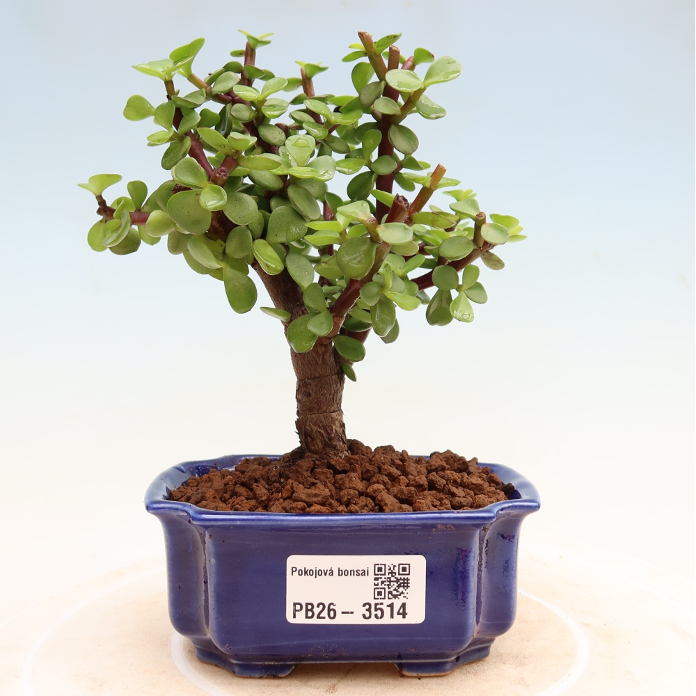 Pokojová bonsai - Portulakaria Afra - Tlustice