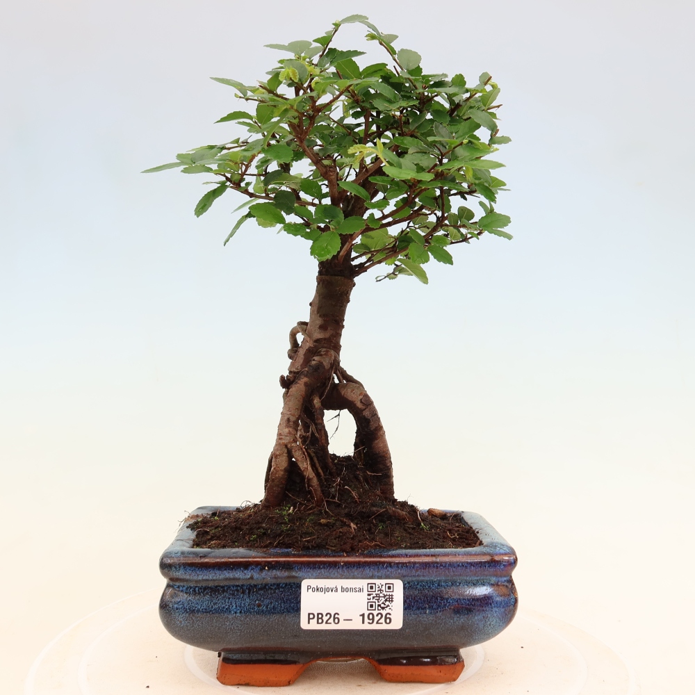 Pokojová bonsai - Ulmus parvifolia - Malolistý jilm