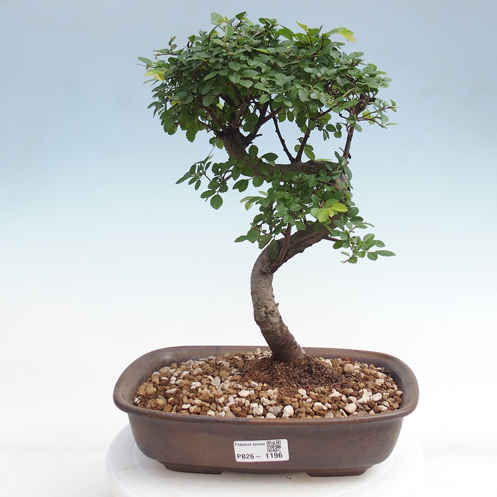 Pokojová bonsai - Ulmus parvifolia - Malolistý jilm