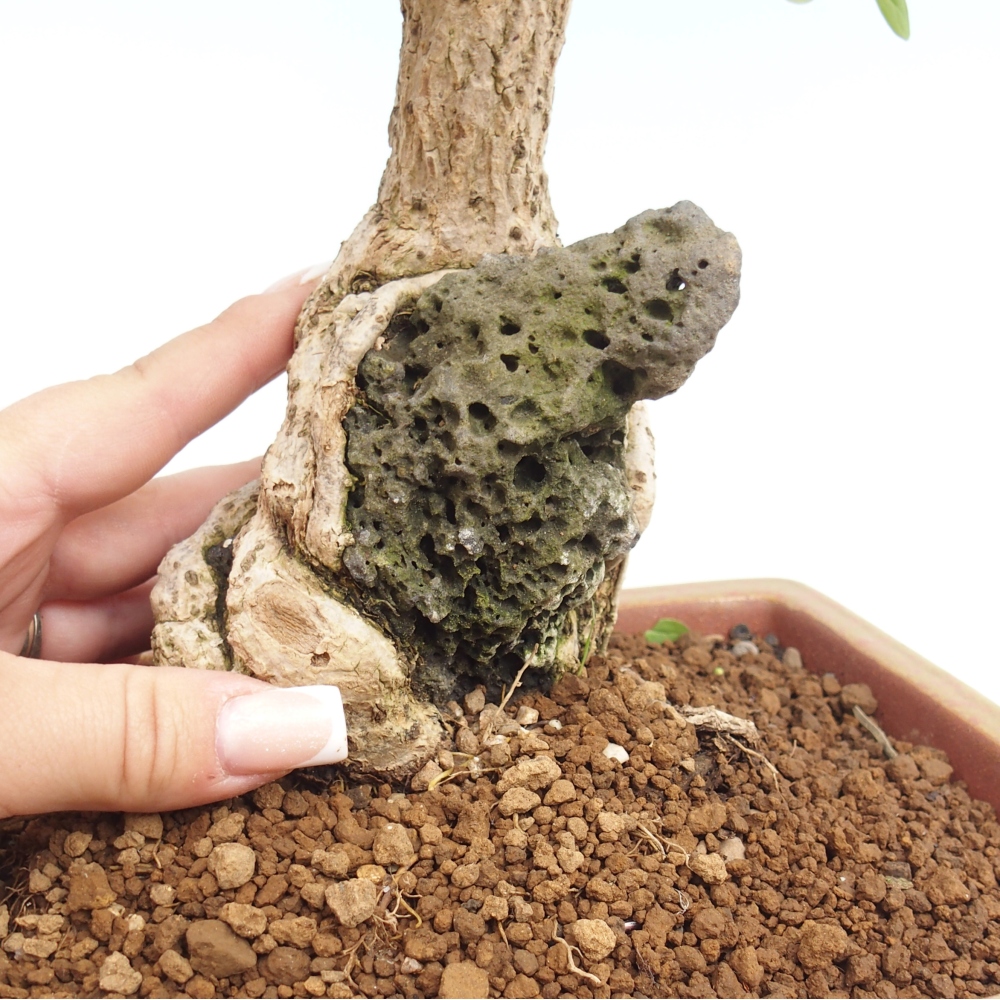 Venkovní bonsai - Berberis coreana - Dřištál korejský