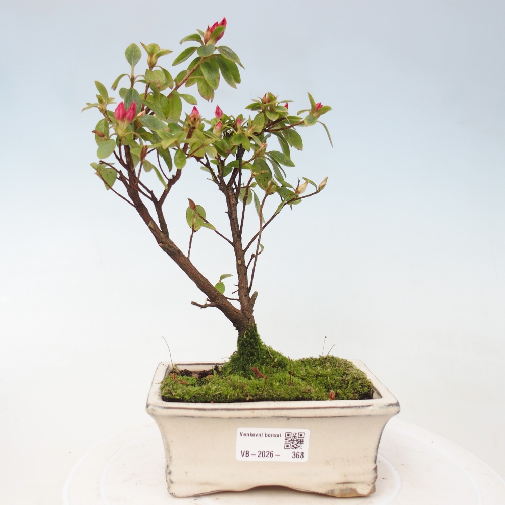 Venkovní bonsai - Japonská azalka - Azalea sp.