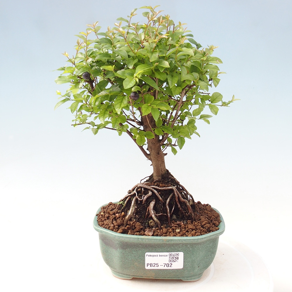 Pokojová bonsai - Sagerécie thea - Sagerécie thea