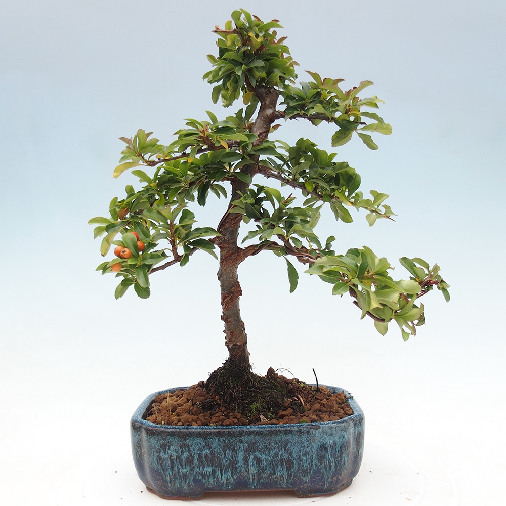 Venkovní bonsai-Pyracanta Teton -Hlohyně