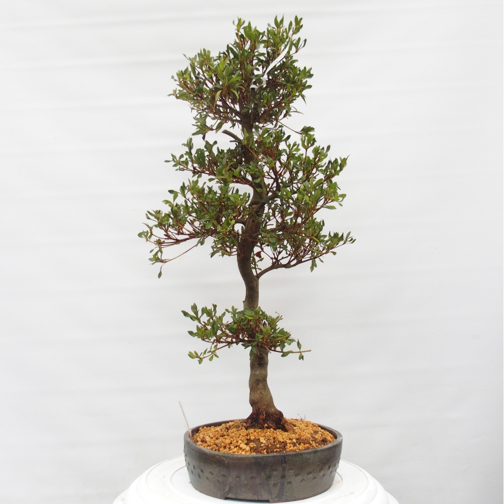 Venkovní bonsai - Japonská azalka - Azalea Chihiro