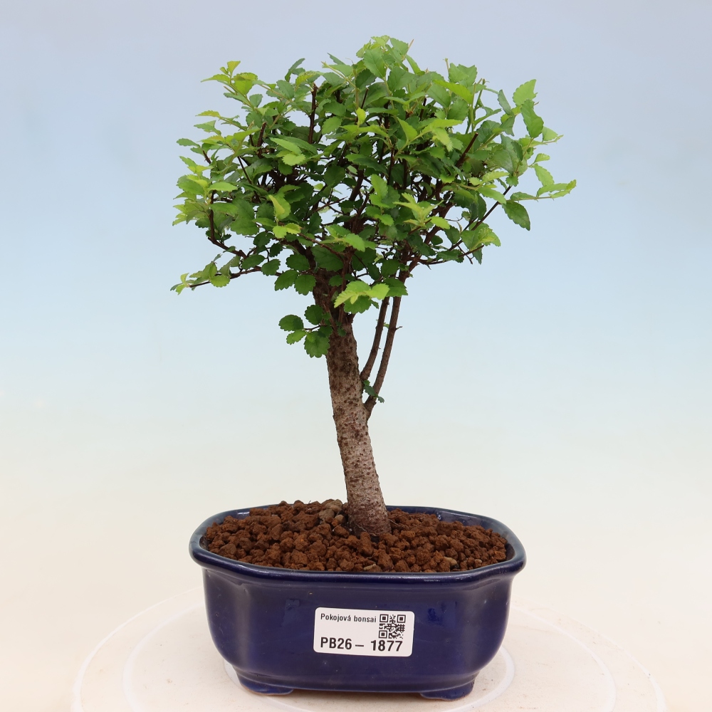 Pokojová bonsai - Ulmus parvifolia - Malolistý jilm