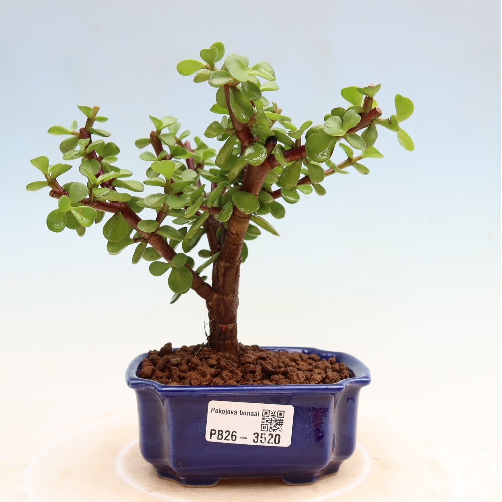 Pokojová bonsai - Portulakaria Afra - Tlustice