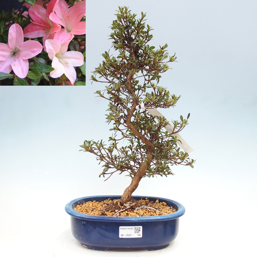 Venkovní bonsai - Japonská azalka - Azalea Nikko