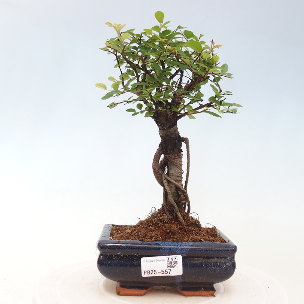 Pokojová bonsai - Ulmus parvifolia - Malolistý jilm