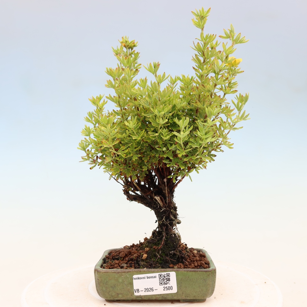 Venkovní bonsai-Mochna křovitá - potentila fruticosa 
