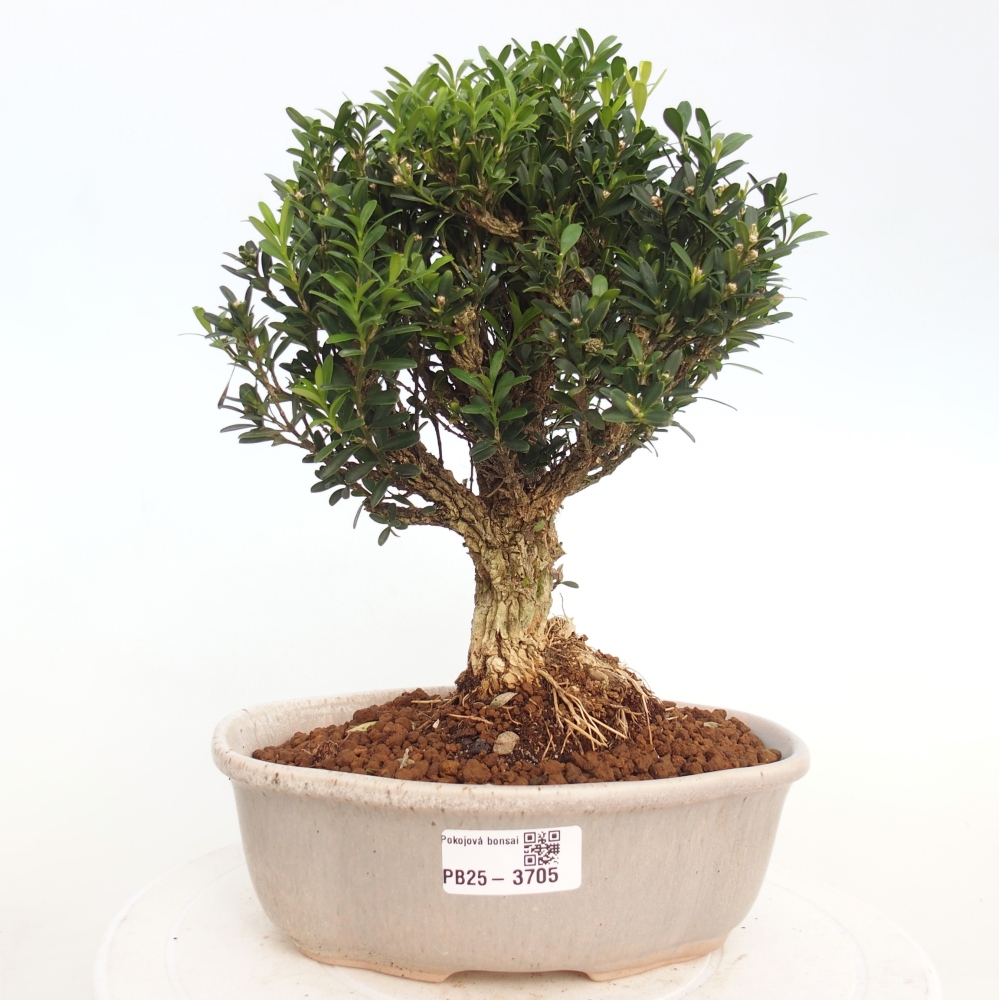 Pokojová bonsai - Buxus harlandii - korkový buxus