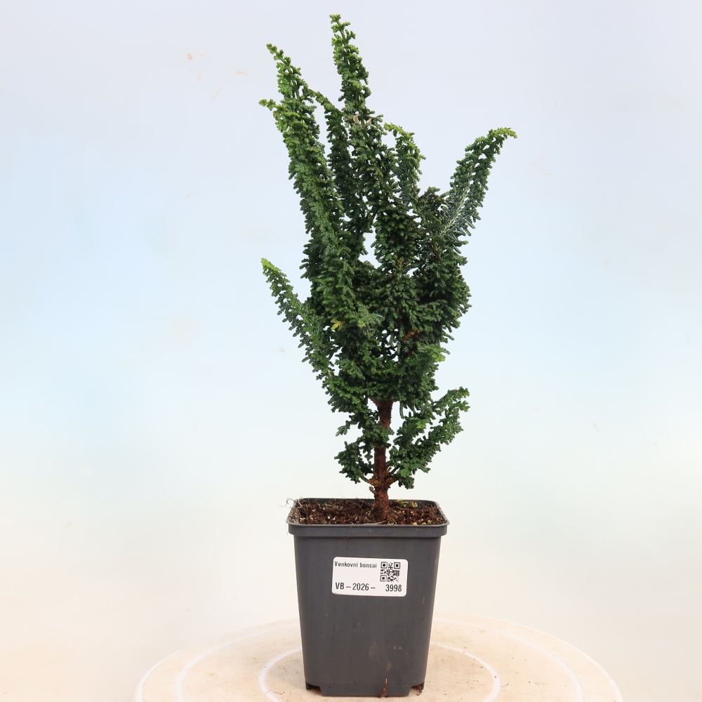 Venkovní bonsai - Cham. obtusa SEKKA HINOKI - Cypřišek