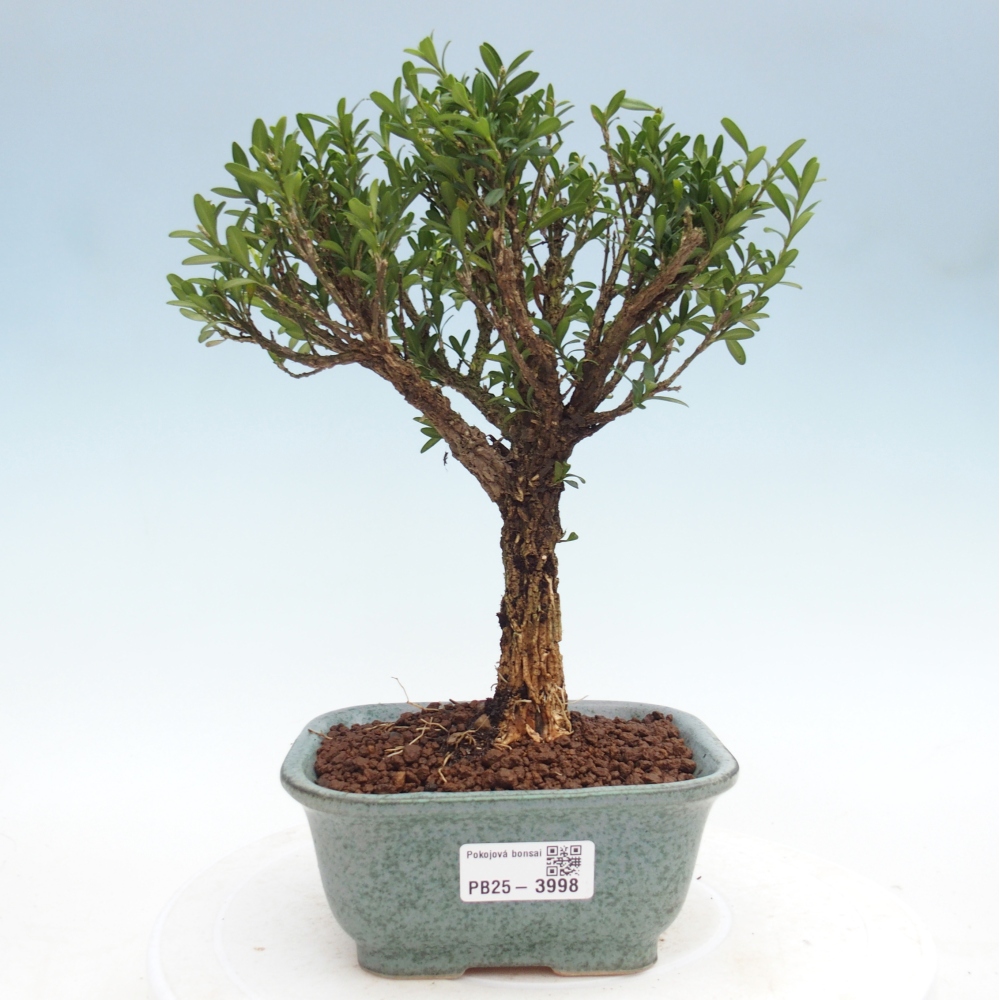 Pokojová bonsai - Buxus harlandii - korkový buxus