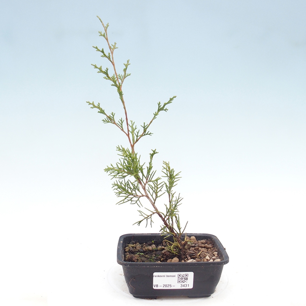 Venkovní bonsai - Juniperus chinensis Itoigawa -Jalovec čínský