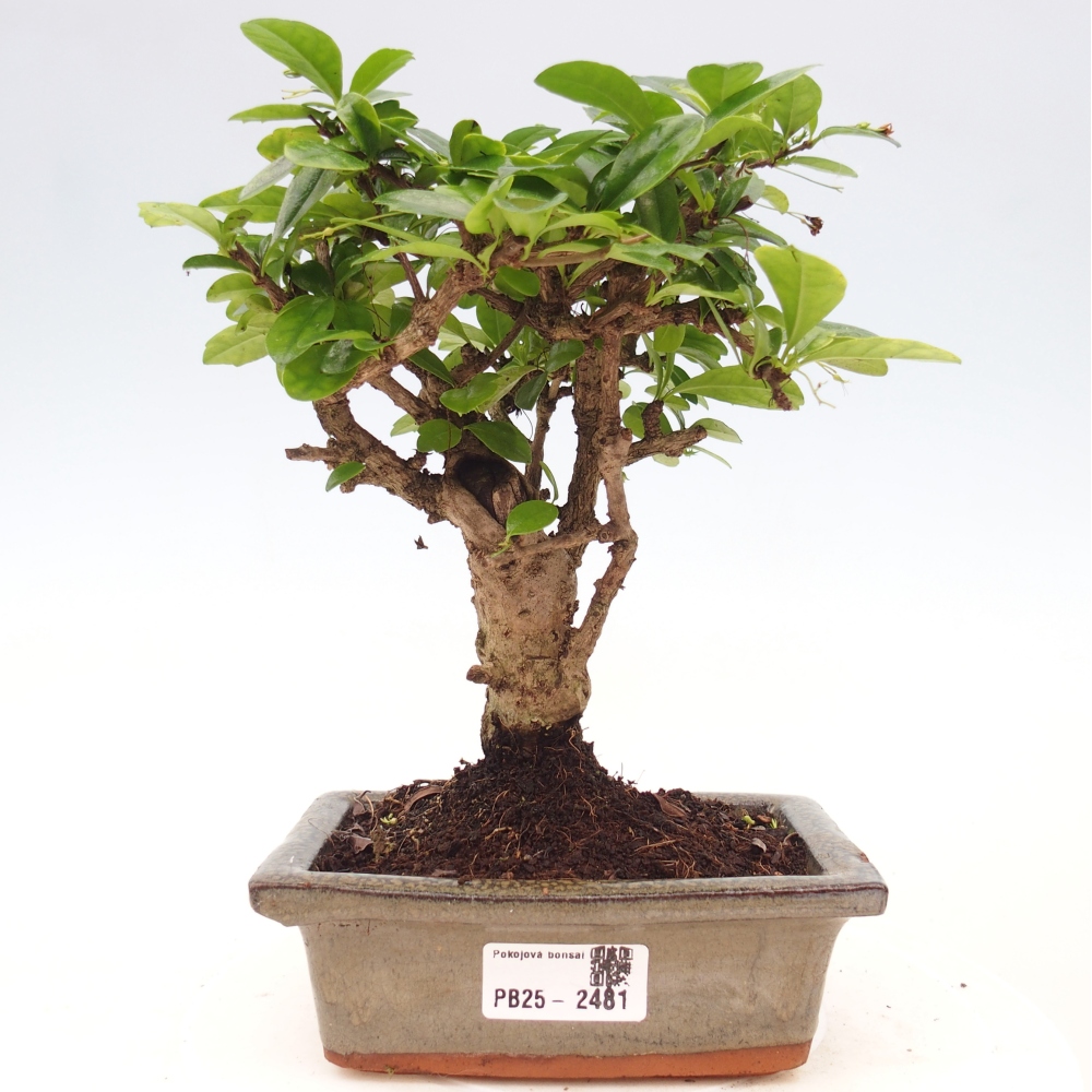 Pokojová bonsai - Carmona macrophylla - Čaj fuki