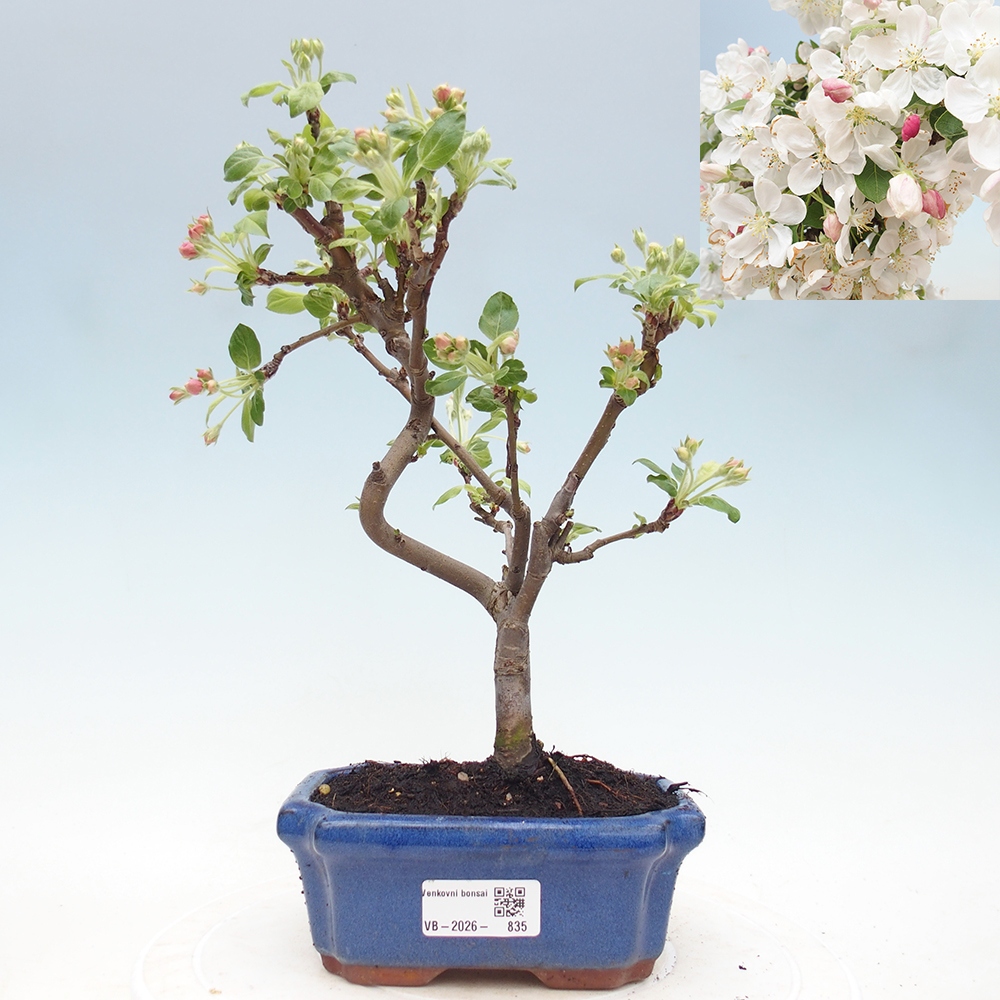 Venkovní bonsai -Malus halliana - Maloplodá jabloň