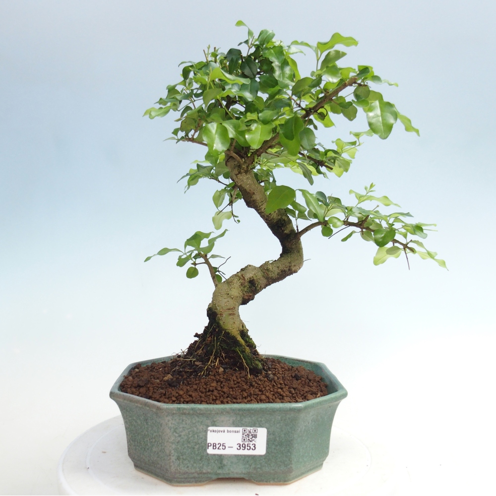 Pokojová bonsai -Ligustrum chinensis - Ptačí zob