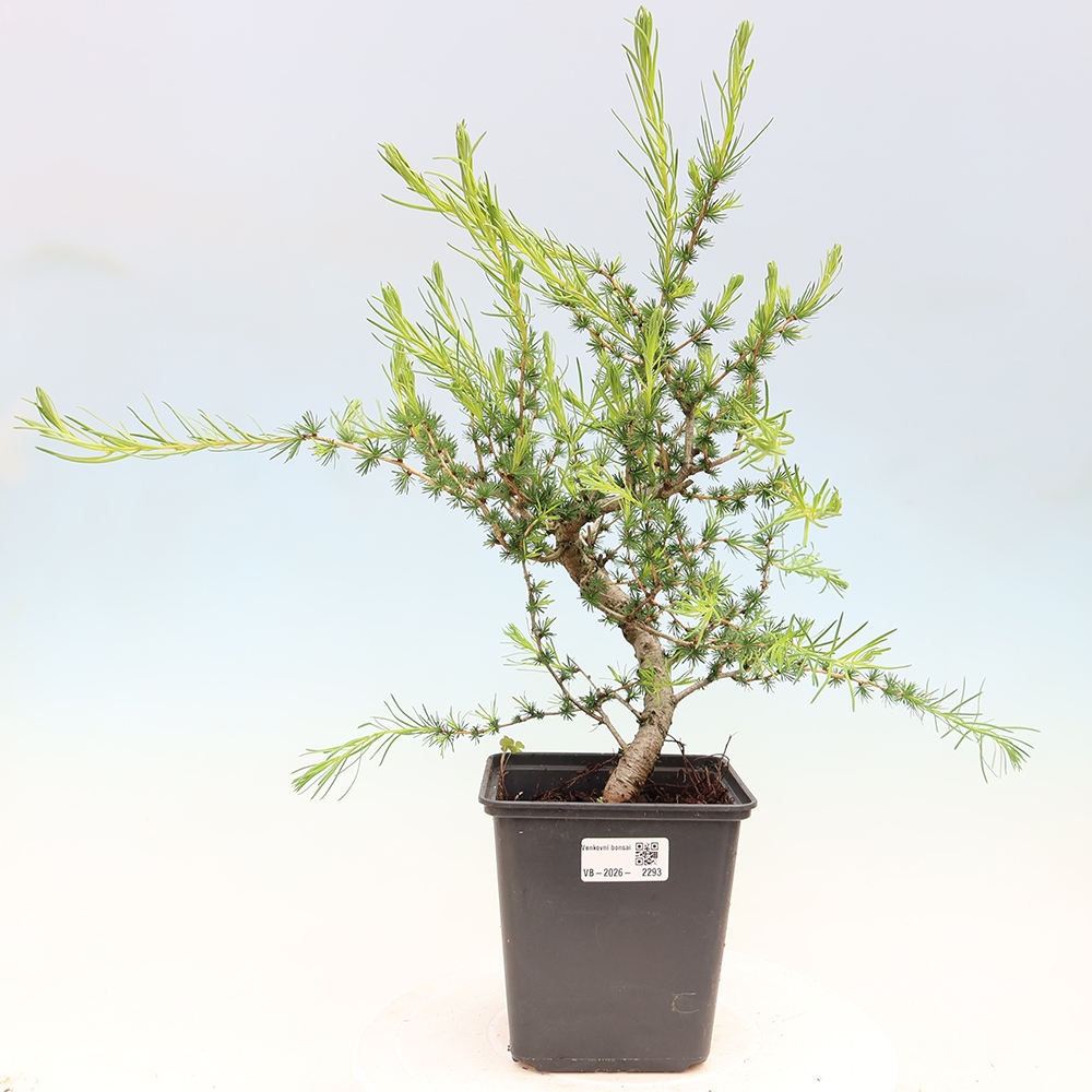 Venkovní bonsai -Larix decidua - Modřín opadavý 