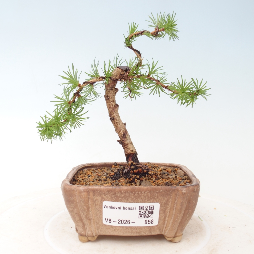 Venkovní bonsai - Larix Kaempferi - Modřín japonský