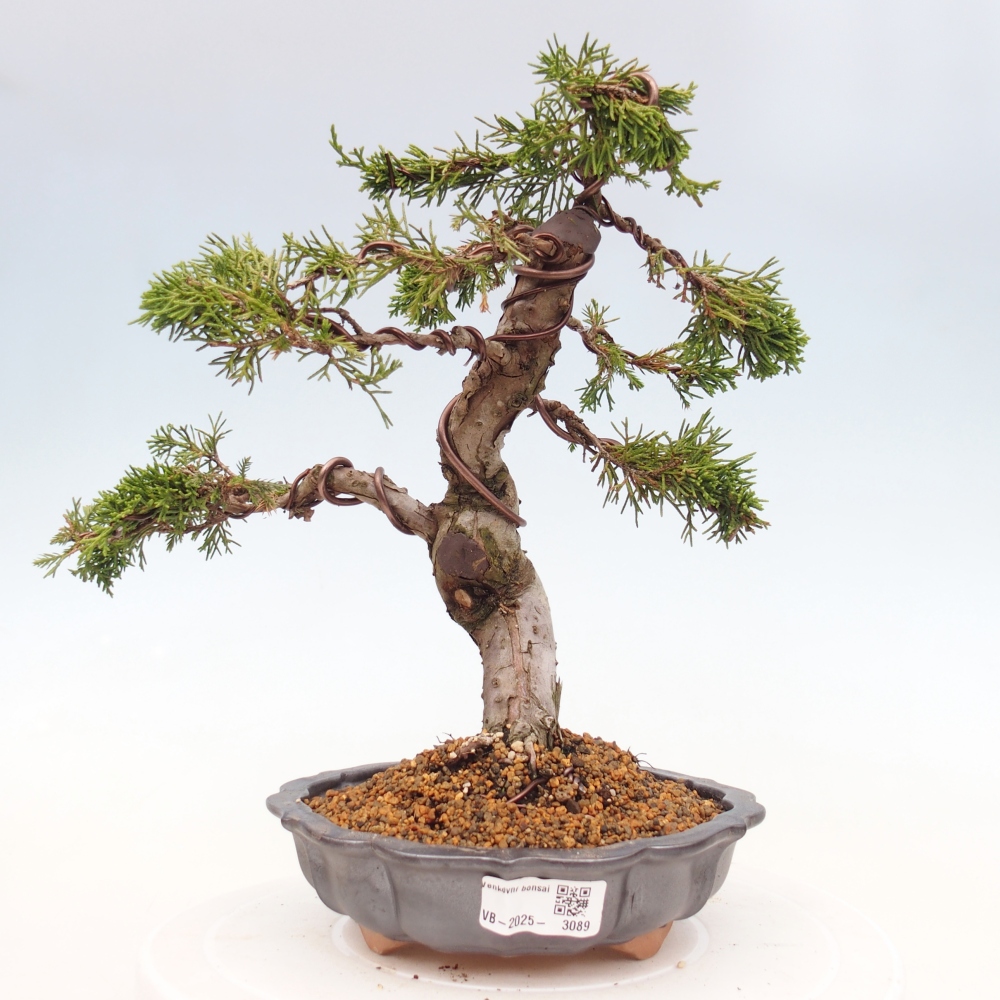 Venkovní bonsai - Juniperus chinensis Itoigawa -Jalovec čínský