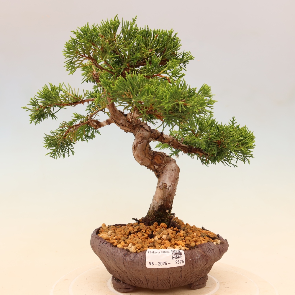 Venkovní bonsai - Juniperus chinensis Itoigawa -Jalovec čínský